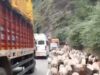 Livestock movement, ongoing widening works affect traffic flow on Srinagar Jammu NH