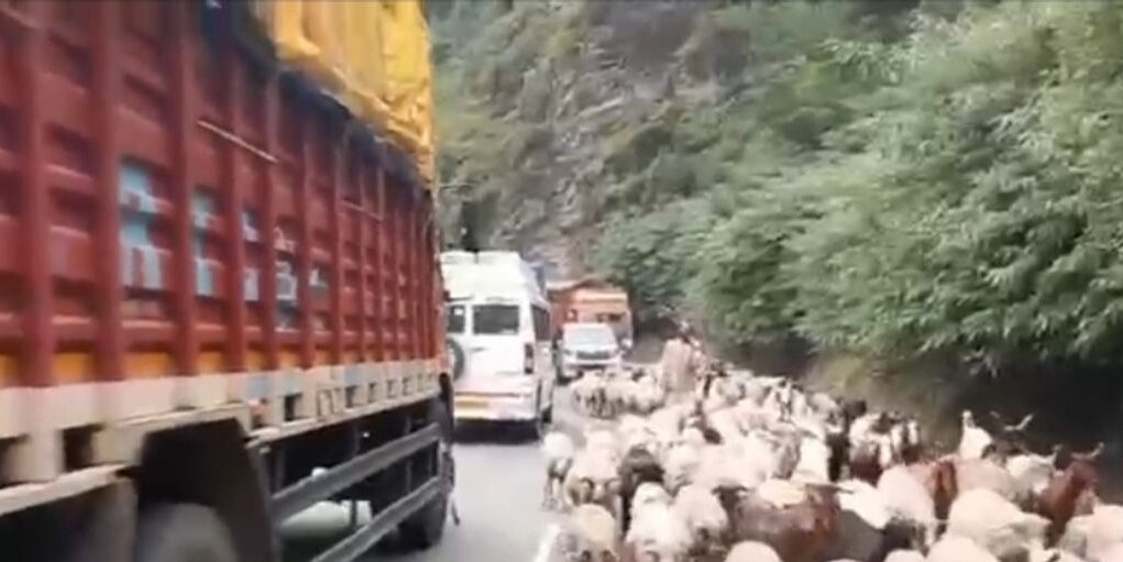 Livestock movement, ongoing widening works affect traffic flow on Srinagar Jammu NH