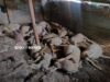 16 sheep killed, 17 injured in leopard attack in Chadoora Budgam