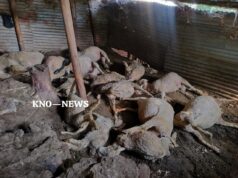 16 sheep killed, 17 injured in leopard attack in Chadoora Budgam