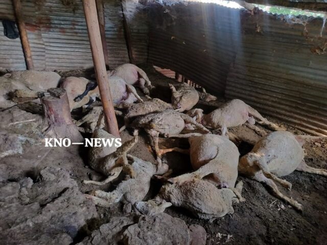 16 sheep killed, 17 injured in leopard attack in Chadoora Budgam 16 sheep killed, 17 injured in leopard attack in Chadoora Budgam