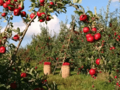 Kashmir apple growers await crop insurance as J&K yet to implement weather-based scheme