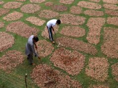 Outside buyers dictate rates as Uri walnut growers press for dedicated mandi