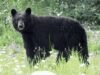 Brother, sister injured in bear attack in Anantnag’s Dooru