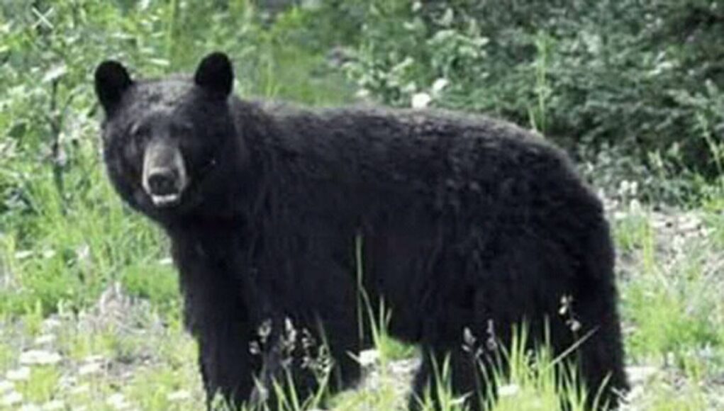 Brother, sister injured in bear attack in Anantnag’s Dooru