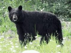 Brother, sister injured in bear attack in Anantnag’s Dooru