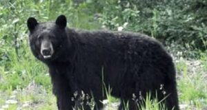 Brother, sister injured in bear attack in Anantnag’s Dooru