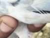 Another pigeon with Pak number found near Samba IB, security agencies begin probe