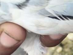 Another pigeon with Pak number found near Samba IB, security agencies begin probe