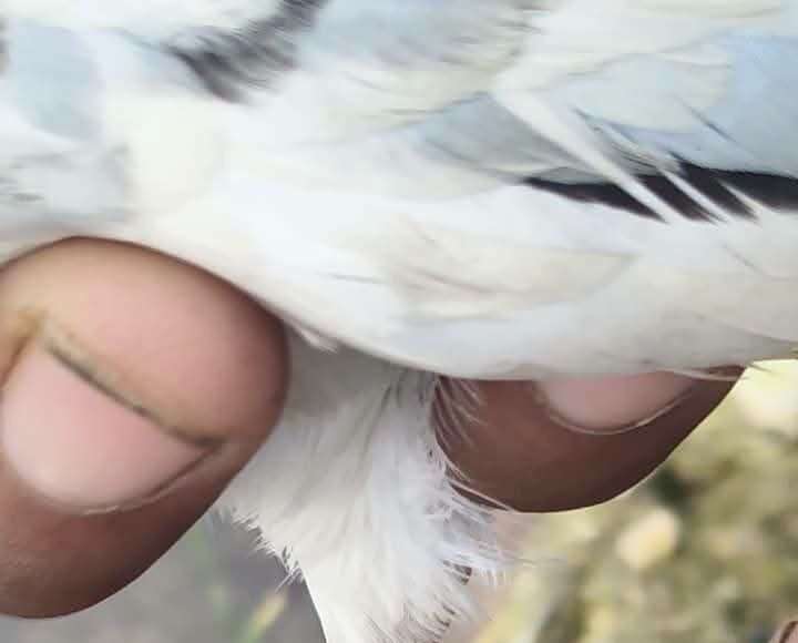 Another pigeon with Pak number found near Samba IB, security agencies begin probe