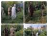 Baramulla Police intensifies anti-drug drive, destroys wild bung cultivation in Goshibugh