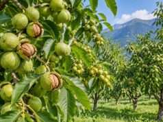 CSIR-IIIM Srinagar announces auction of walnut crop at Yarikha