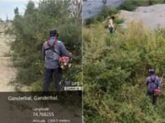 Ganderbal Police, Excise Deptt destroy wild cannabis in joint anti-drug drive