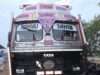 Lakhanpur Police foils bovines smuggling bid, rescues 15 cattle; driver held