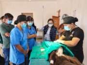 Leh Animal Husbandry Deptt trains Vets in advanced surgical skills, 37 stray dogs sterilised