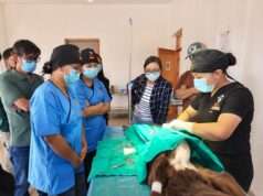 Leh Animal Husbandry Deptt trains Vets in advanced surgical skills, 37 stray dogs sterilised