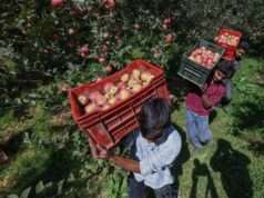 Kashmir’s sweetest season arrives as apple harvesting gains full swing across Valley