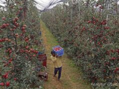 Dedicated railway freight corridor transforming journey of Kashmir apples