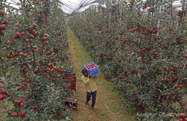 Dedicated railway freight corridor transforming journey of Kashmir apples Dedicated railway freight corridor transforming journey of Kashmir apples