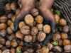 Walnut cultivation proves profitable in Kashmir, labour takes 80% of costs
