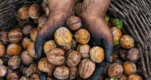 Walnut cultivation proves profitable in Kashmir, labour takes 80% of costs