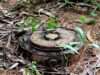 Three landmines detected, defused in Poonch’s forward areas