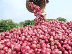 Govt sells 4,000 tonnes of buffer onions across 17 cities in 10 days to cool prices