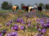 Testing a double harvest: Saffron fields, solar yields