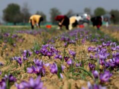 Testing a double harvest: Saffron fields, solar yields