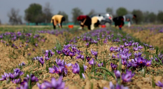 Testing a double harvest: Saffron fields, solar yields