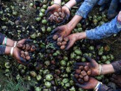 Walnut harvest deaths revive debate over high-density plantations in Kashmir