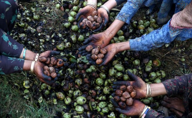 Walnut harvest deaths revive debate over high-density plantations in Kashmir