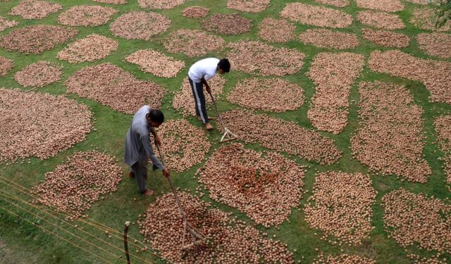 Walnut falls leave Kashmir with a trail of paralysis