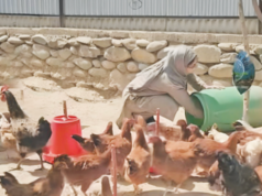 Starting small, growing strong: Abida builds livelihood through poultry