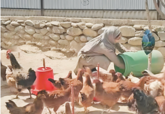 Starting small, growing strong: Abida builds livelihood through poultry Starting small, growing strong: Abida builds livelihood through poultry
