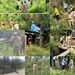 Shopian Police launches major drive to destroy wild cannabis in five areas