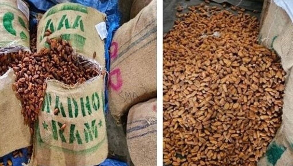 DRI busts Pakistan-origin imports, seizes over 362 MT dry dates in Nashik
