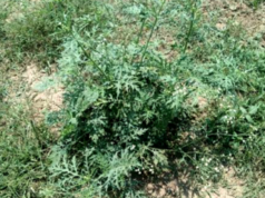 Invasive ‘foreign’ weed spotted in Srinagar: SKUAST-K advises early caution