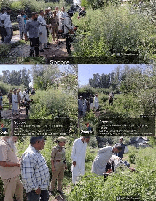 Police intensify anti-drug drive, destroy wild cannabis Police intensify anti-drug drive, destroy wild cannabis