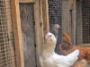 Kashmir’s Backyard Poultry Revival Takes Flight