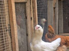 Kashmir’s Backyard Poultry Revival Takes Flight