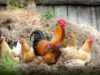 J&K’s poultry industry struggles as local production loses ground