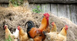 J&K’s poultry industry struggles as local production loses ground