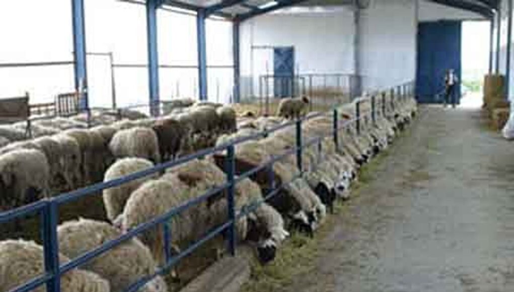 J&K plans 20 ETT labs to boost sheep productivity, cut mutton dependence J&K plans 20 ETT labs to boost sheep productivity, cut mutton dependence
