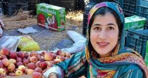 Kashmir’s daughter breaks barriers; Mehvish Jan packs apple boxes, inspires women’s empowerment