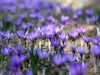 Kashmir’s Purple Gold: Pampore’s precious saffron carries Valley’s heritage to world