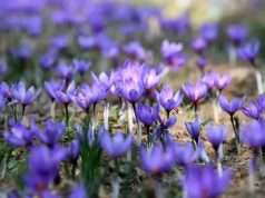 Kashmir’s Purple Gold: Pampore’s precious saffron carries Valley’s heritage to world