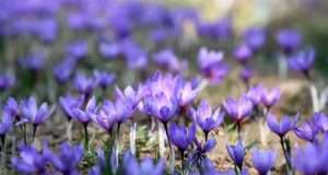 Kashmir’s Purple Gold: Pampore’s precious saffron carries Valley’s heritage to world