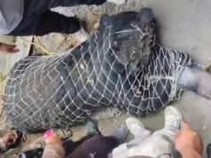 Black bear captured alive in Sadoora after straying into residential area, Wildlife team prevents potential harm