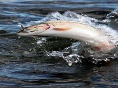 J&K’s trout sector gets fresh push as Centre highlights Rs 2,299 Cr investment in coldwater fisheries